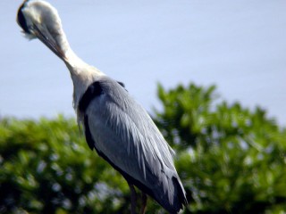 20040605_aosagi2