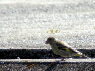 20040605_kawarahiwa